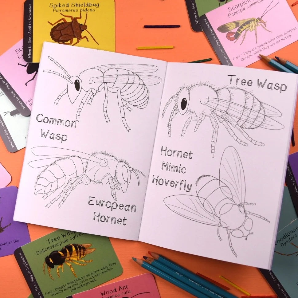 Coloring book with insect illustrations and coloring pages on a colorful background