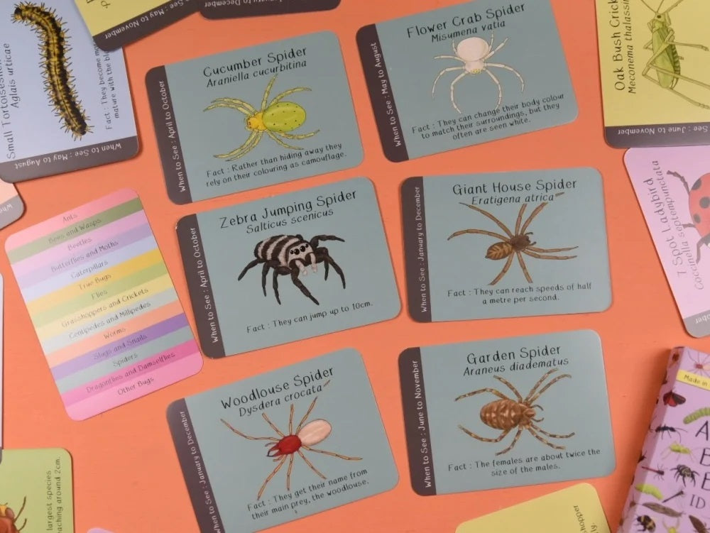 Educational cards about different spiders on an orange background