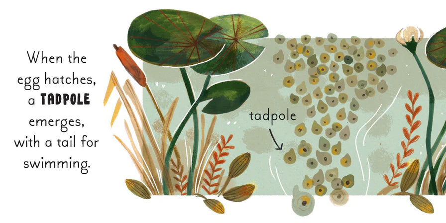 5 Minute Nature Story Box - First Science Concepts for Growing Minds! (Boxed Set - Board Book)