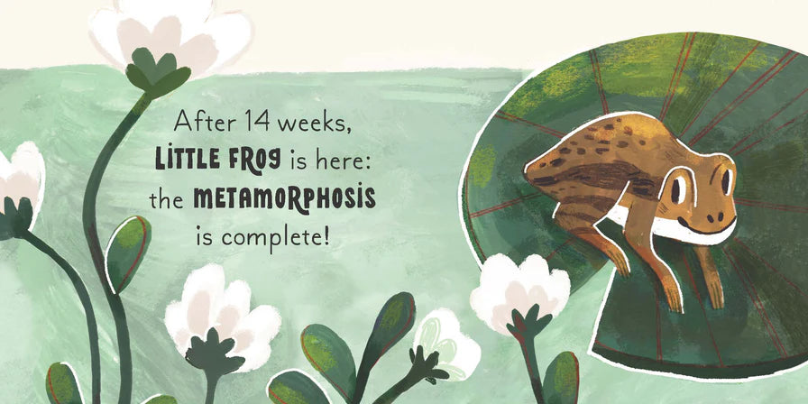 5 Minute Nature Story Box - First Science Concepts for Growing Minds! (Boxed Set - Board Book)