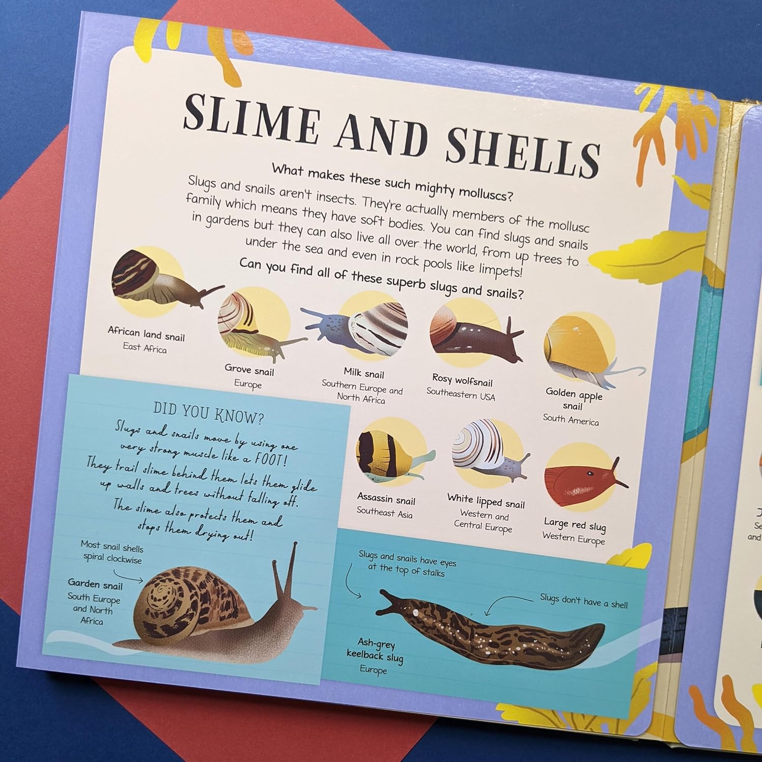 Nature Look & Find Board Book- Insects and Minibeasts image 1